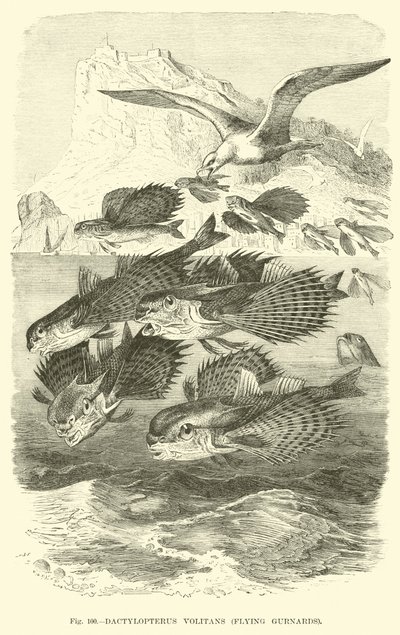 Dactylopterus Volitans, pesci volanti da English School