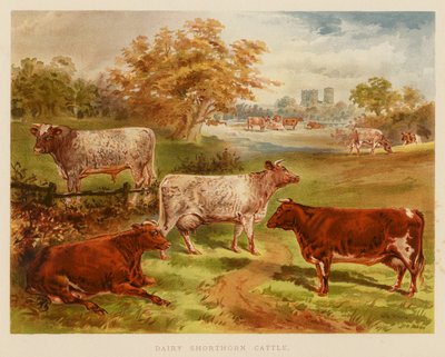 Bovini Dairy Shorthorn da English School