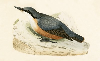 Picchio dalmatino, illustrazione da 