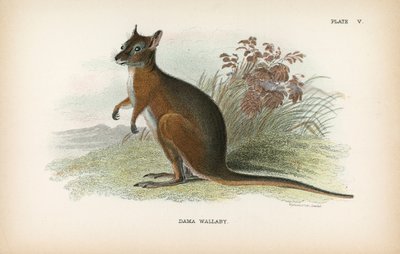 Dama Wallaby da English School