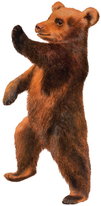 Orso danzante da English School