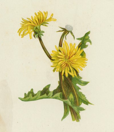 Dente di leone, Leontodon Taraxacum da English School