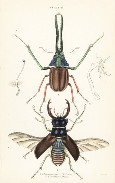 Scarabeo di Darwin, scarabeo cervo di Grant o scarabeo cervo cileno, Chiasognathus grantii 1, e scarabeo cervo europeo, Lucanus cervus 2 da English School