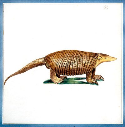 Dasypus armadillo, c.1810 da English School