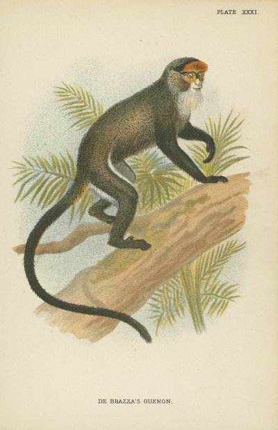 Il Guenon di De Brazza da English School