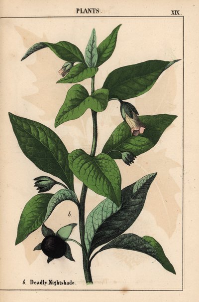 Belladonna, da 