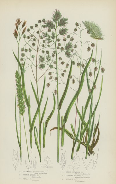 Erba di Brughiera Decumbente, Erba Tremula Comune, Erba Tremula Piccola, Erba di Cocksfoot Ruvida da English School