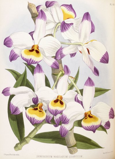 Dendrobium Wardianum Giganteum, 1824-1890 da English School