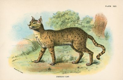 Gatto del deserto da English School