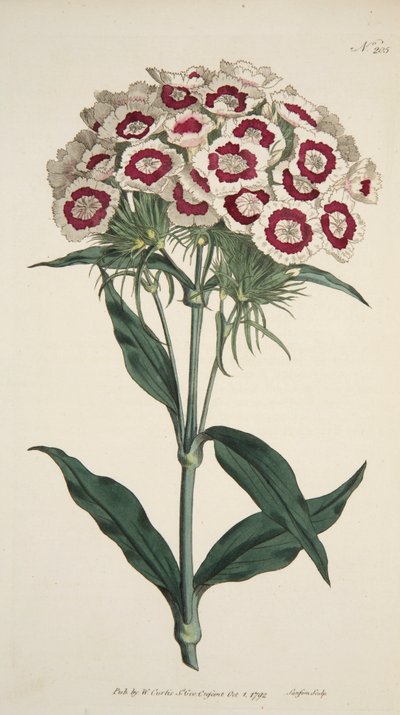 Dianthus Barbatus Bearded Pink, pub. 1792 incisione colorata a mano da English School