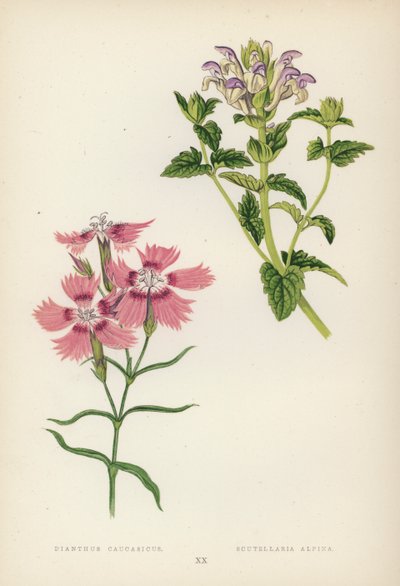 Dianthus Caucasicus; Scutellaria Alpina (litografia a colori) da English School