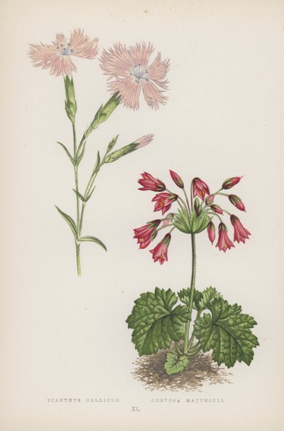 Dianthus Gallicus; Cortusa Matthioli (litografia a colori) da English School