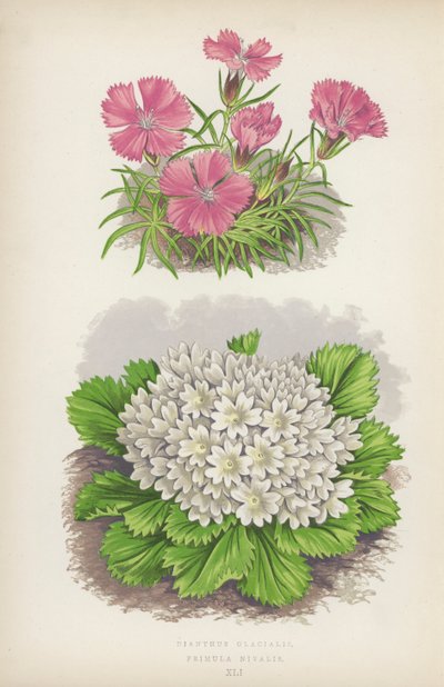 Dianthus Glacialis; Primula Nivalis (litografia a colori) da English School