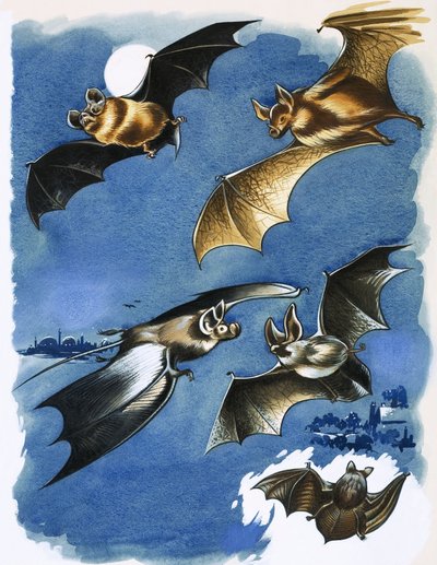 Diverse specie di pipistrelli da English School