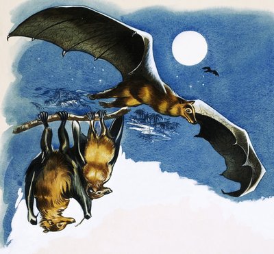 Diverse specie di pipistrelli da English School