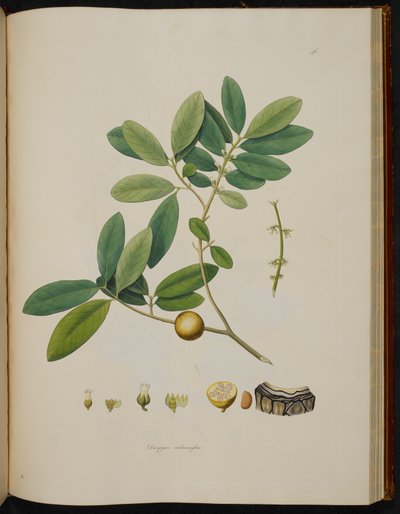 Diospyros melanoxylon, da 