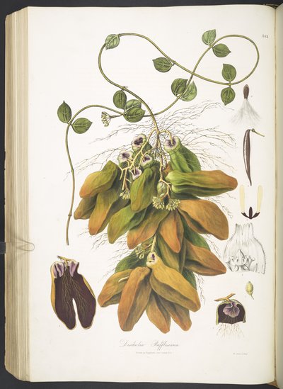 Dischidia Rafflesiana, tavola 142 da 