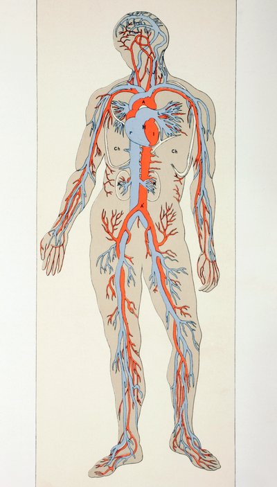 Distribuzione dei vasi sanguigni nel corpo umano, c.1890 da English School