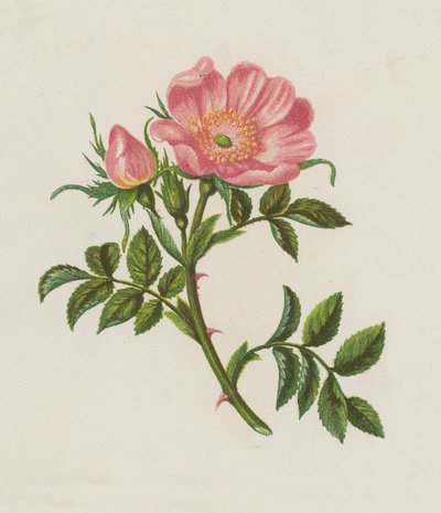 Rosa canina, Rosa Canina da English School