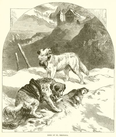 Cani di San Bernardo da English School