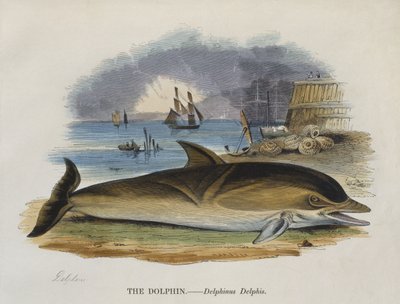 Delfino sulla riva, 1823 (incisione a colori) da English School