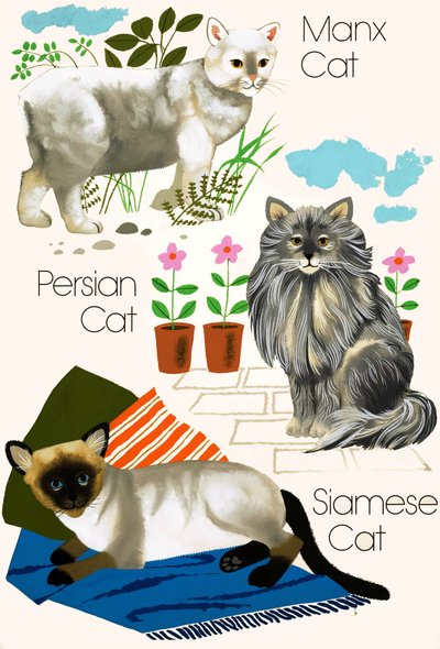 Gatti domestici da English School