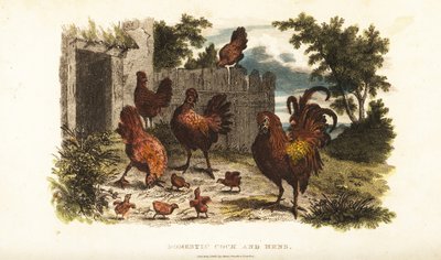 Gallo e gallina domestici con pulcini in un cortile da English School