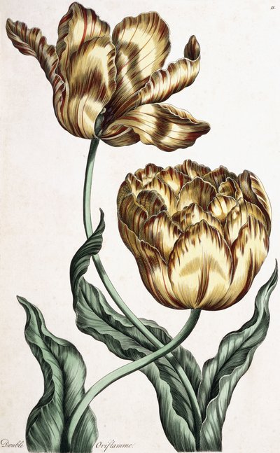 Doppia Orifiamma, 1759 da English School