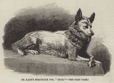 Il cane eschimese del dottor Kane, "Etah" da English School