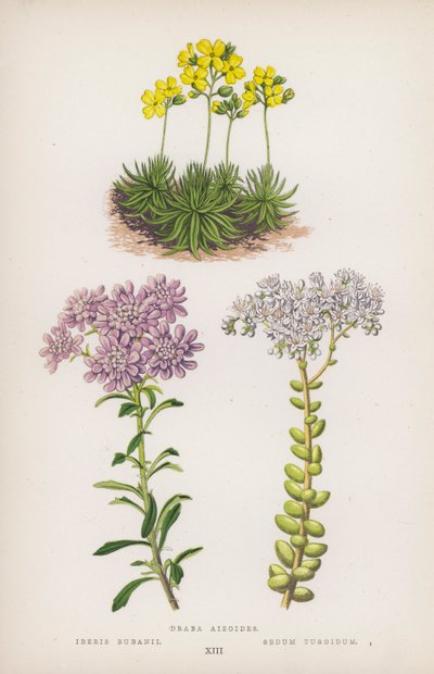 Draba Aizoides; Iberis Bubanii; Sedum Turgidum (litografia a colori) da English School