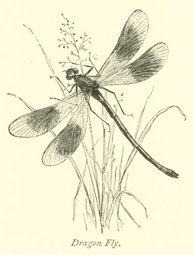 Libellula da English School
