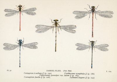 Libellule: Mosche damigelle (litografia a colori) da English School