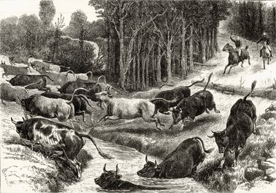 Guidare il bestiame in Australia, c.1880, da 