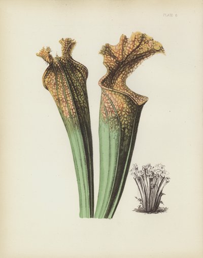 Il fiore a sella laterale di Drummond, Sarracenia Drummondii da English School