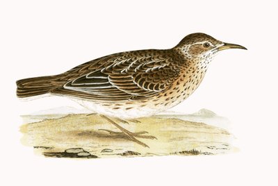 Allodola di Dupont, illustrazione da 