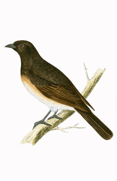 Dusky Ixos, illustrazione da 