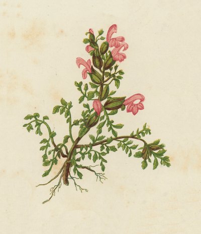 Pedicolare nana, Pedicularis Sylvatica da English School