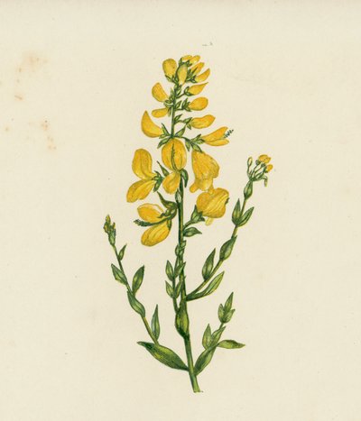 Ginestra dei tintori, Genista Tinctoria da English School