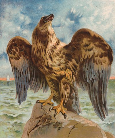 Aquila da English School