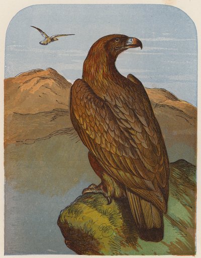 Aquila da English School