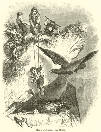 Aquila che difende la sua covata da English School