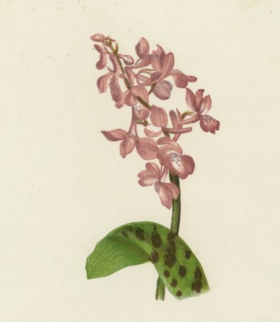 Orchidea maschia, Orchis Mascula da English School