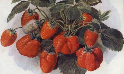 Fragola Precoce, "Re Giorgio" (litografia a colori) da English School