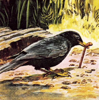 Il primo uccello prende il verme da English School