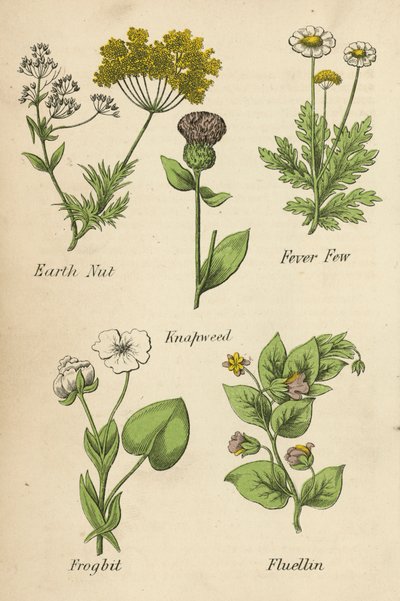 Noce di Terra, Febbre, Centaurea, Ranuncolo, Fluellin da English School