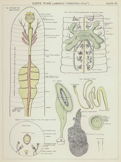 Lombrico, Lumbricus Terrestris da English School