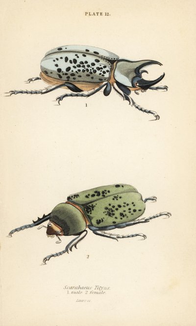 Scarabeo Ercole orientale, Dynastes tityus, maschio e femmina da English School
