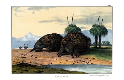 Echidna da English School