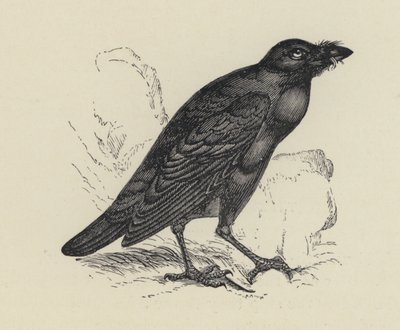 Edgar Allen Poe, Il corvo da English School