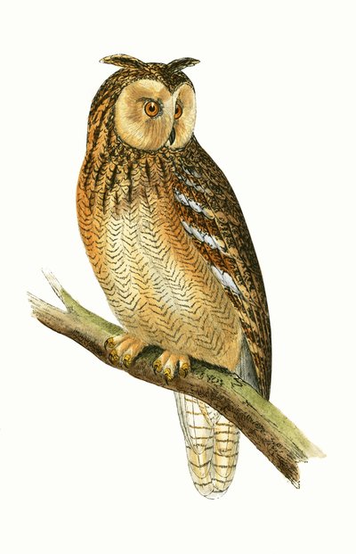 Gufo egiziano, illustrazione da 